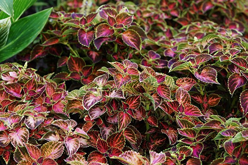 Coleus - fénykép