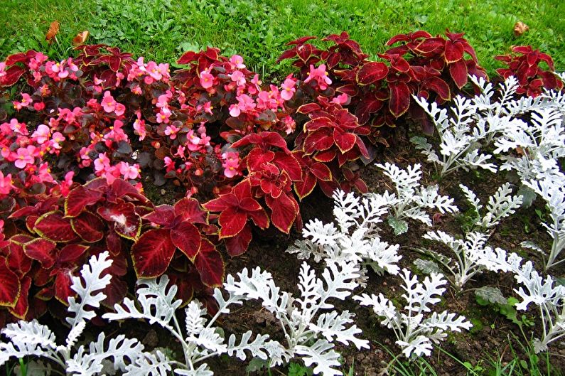 Coleus - larawan