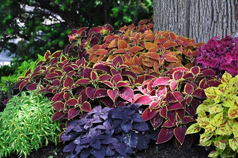 Coleus - fotoğraf