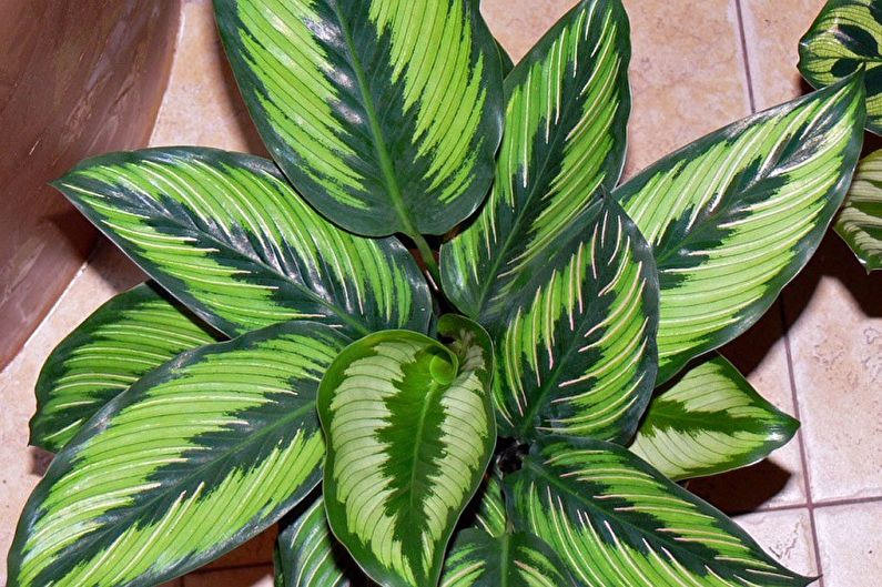 Calathea - Obecné vlastnosti