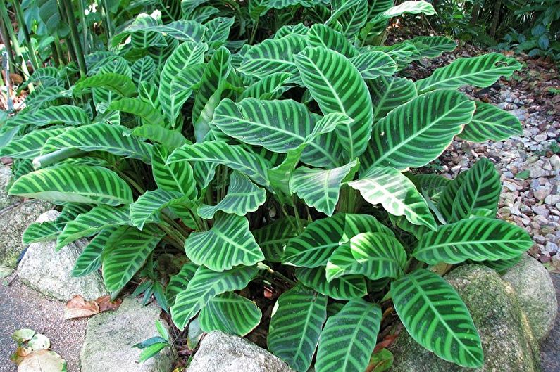 Calathea - Γενικά χαρακτηριστικά