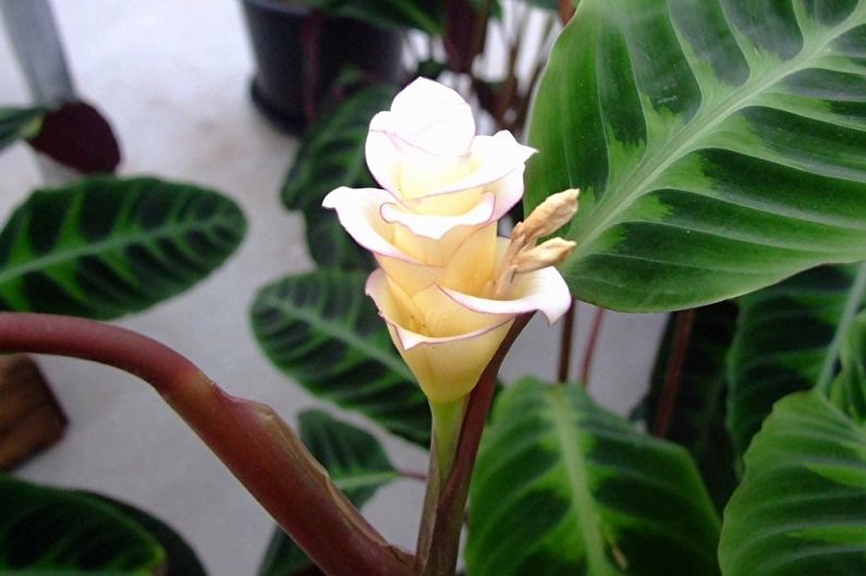 Calathea - Recursos Gerais