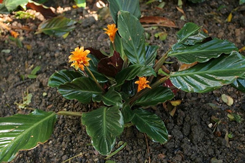 „Calathea Crocata“