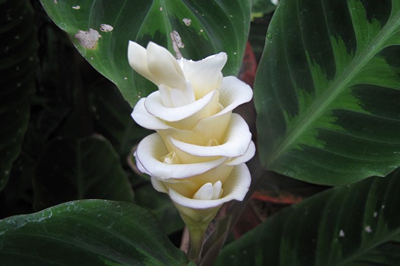 Calathea Varshevich