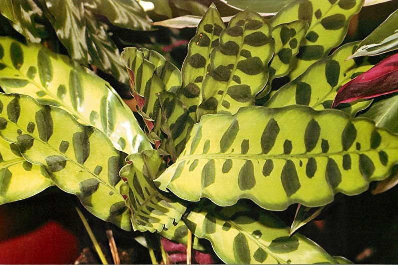 Leopard Calathea