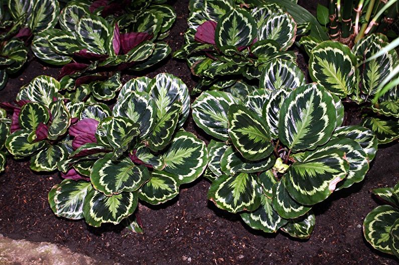 „Calathea Roseolikta“