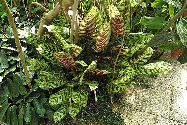 Calathea Makoya