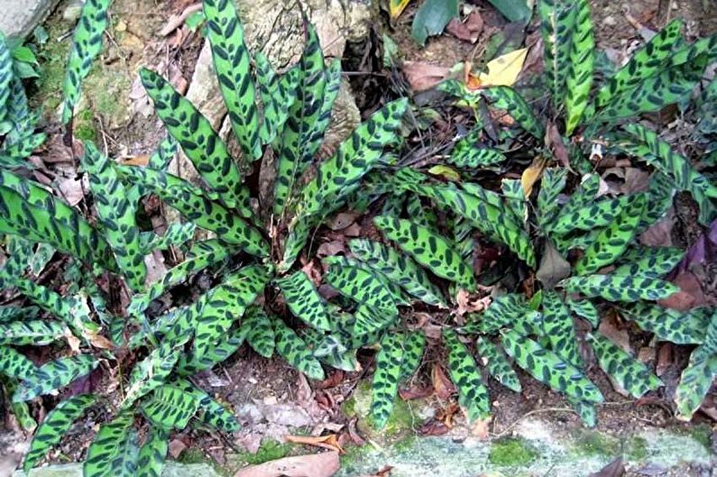 Calathea thật tuyệt vời