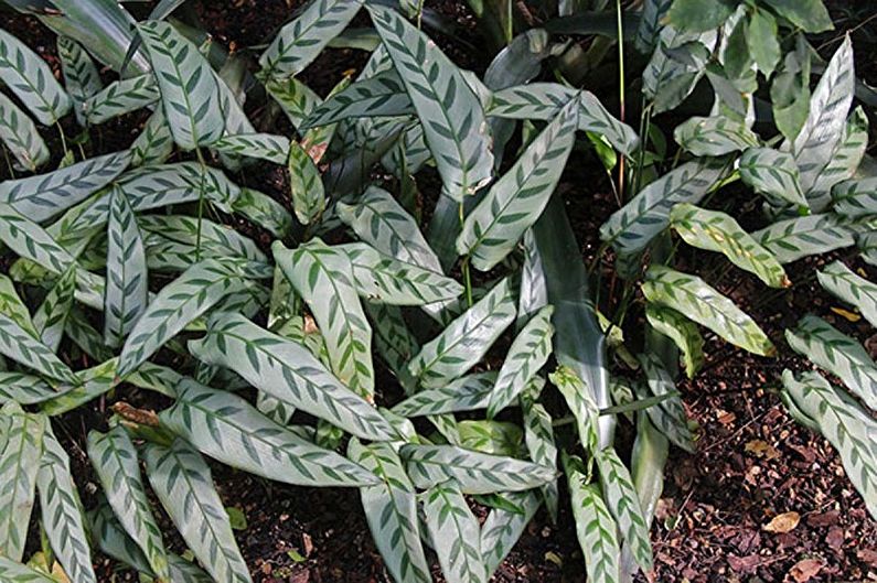 Cuidado Calathea