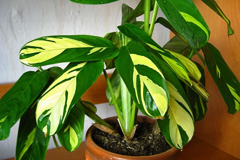 Calathea - Transplantation und Fortpflanzung