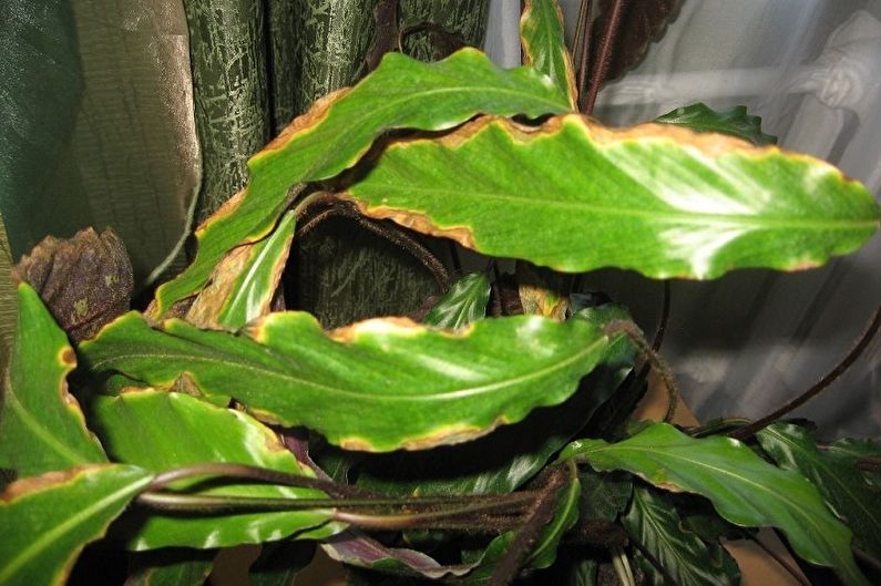 Calathea - Pest and Disease Control