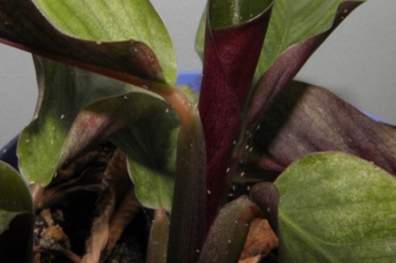 Calathea - Control de plagas y enfermedades