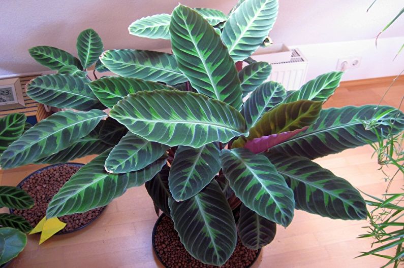 Calathea - photo