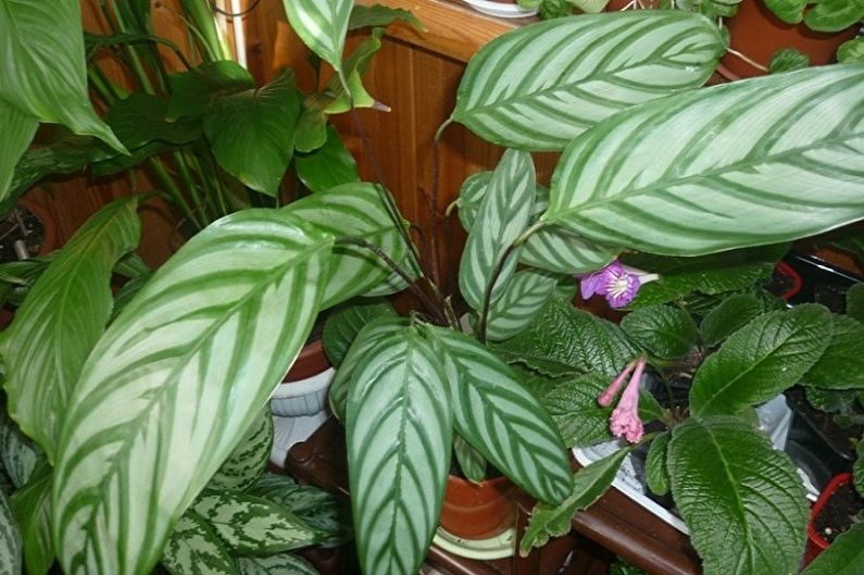 Calathea - fotografia