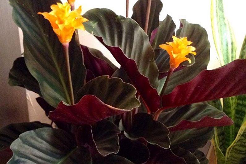 Calathea - photo