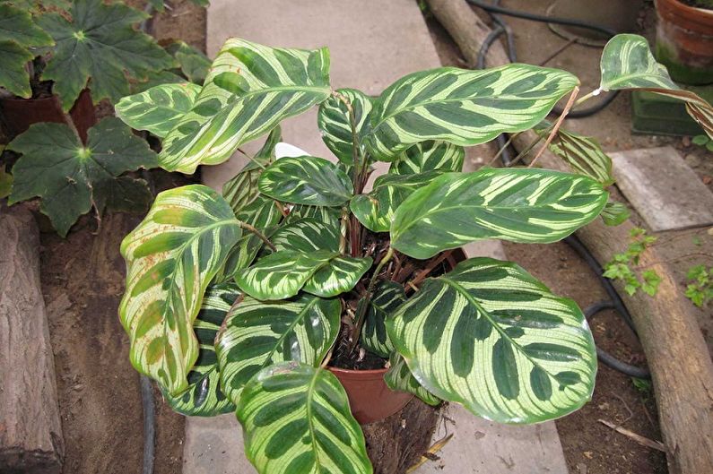 Calathea - fotografia