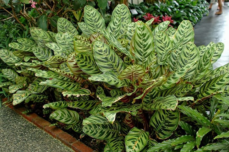 Calathea - ảnh