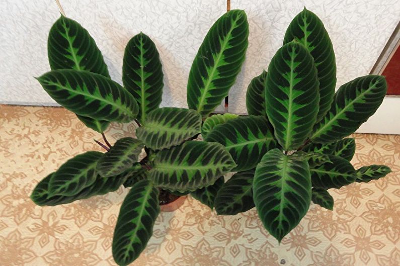 Calathea - larawan