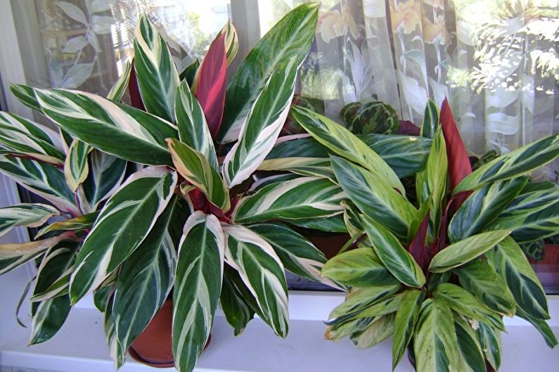 Calathea - photo