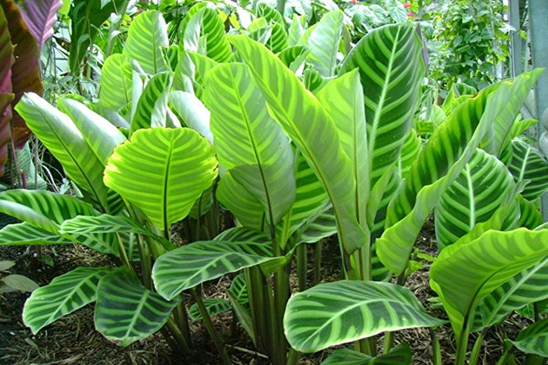 Calathea - photo