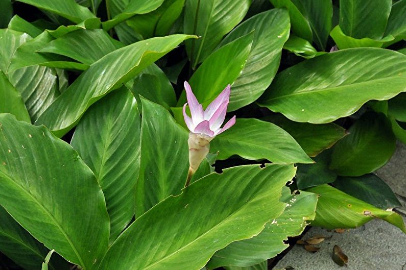 Calathea - fotografie