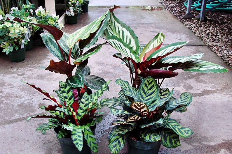 Calathea - ภาพถ่าย