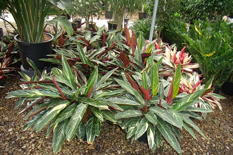 Calathea - photo