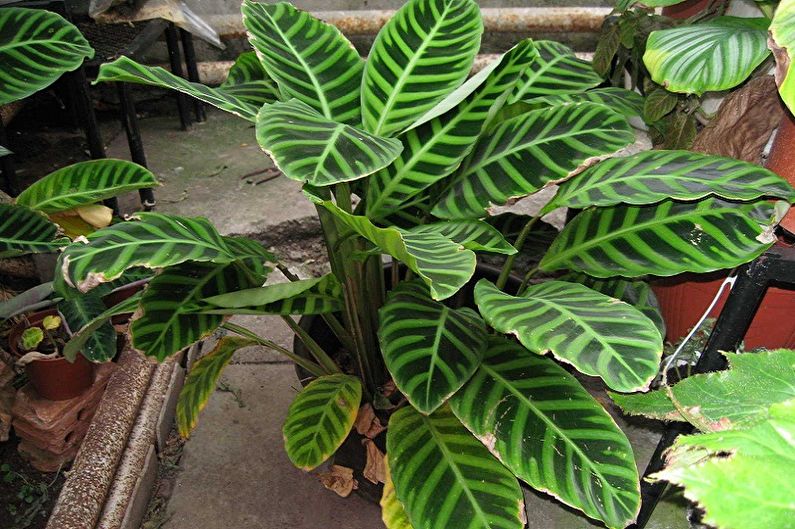 Calathea - fotografia