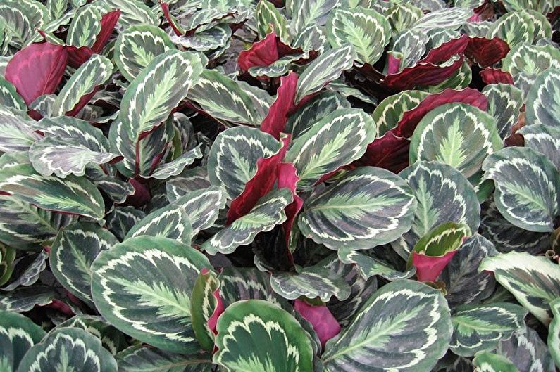 Calathea - photo