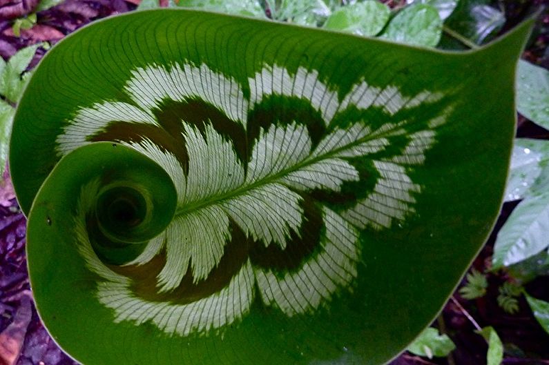 Calathea - fotografia