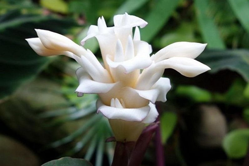 Calathea - photo