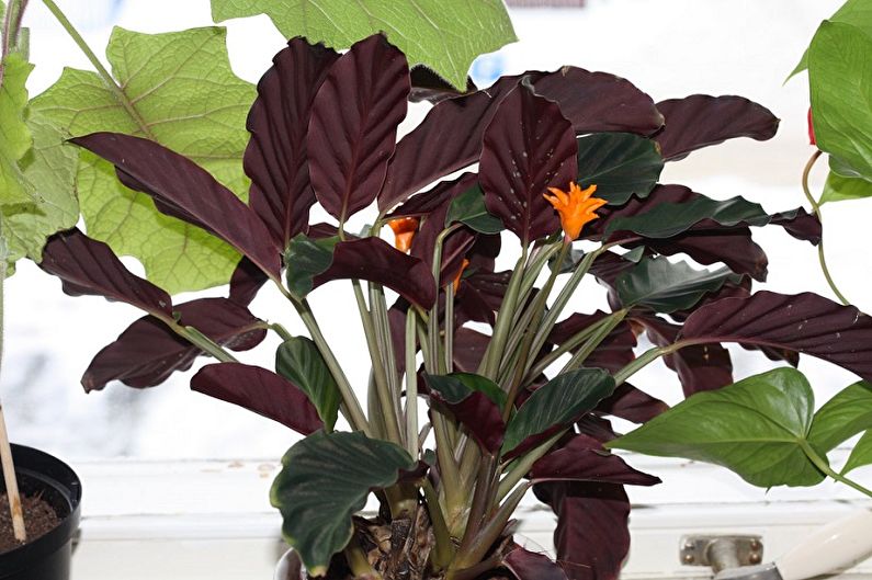 Calathea - photo