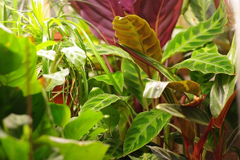 Calathea - photo