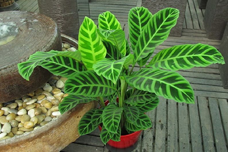 Calathea - ภาพถ่าย