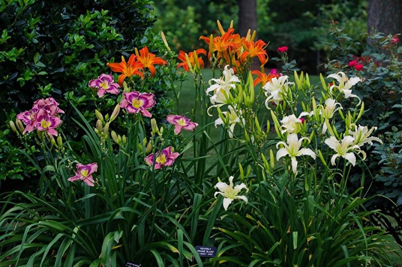 Daylily - vispārīgās pazīmes