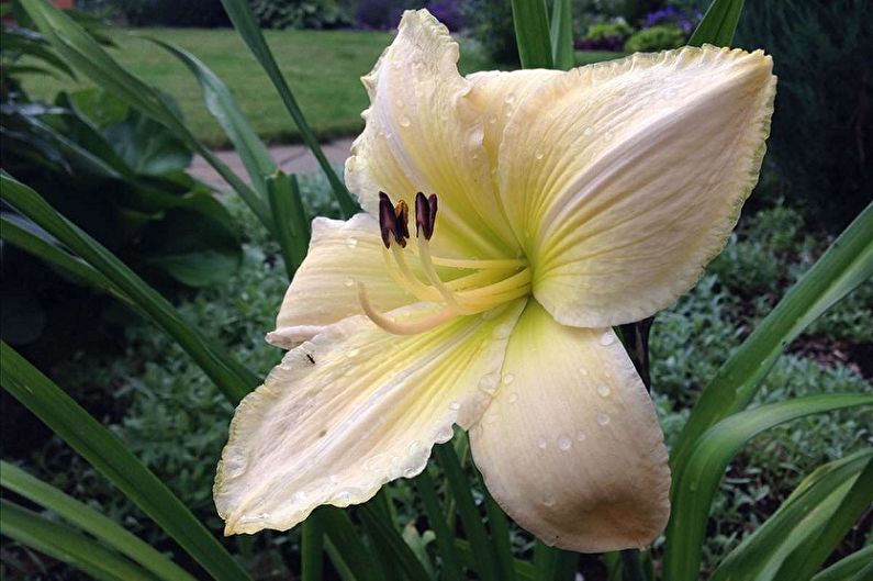 Daylily - Specie