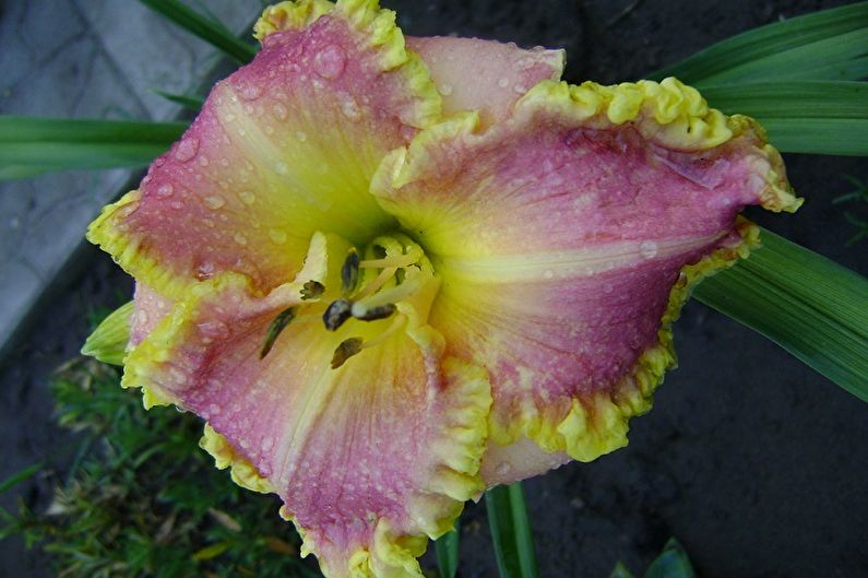 Daylily - arter