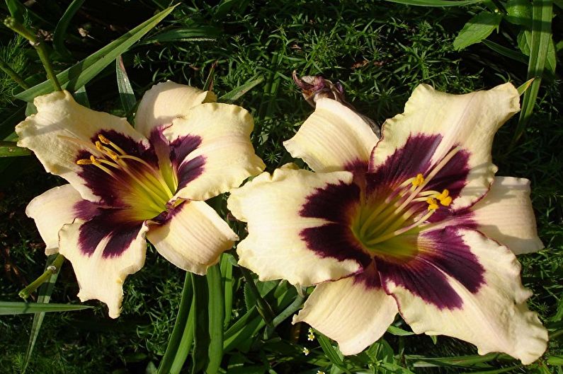 Daylily - arter