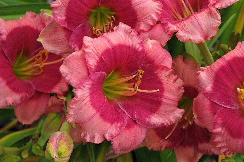 Daylily - arter