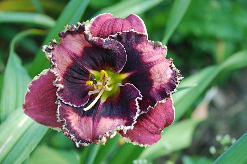 Daylily - Specie