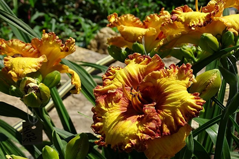 Daylily - Bakım