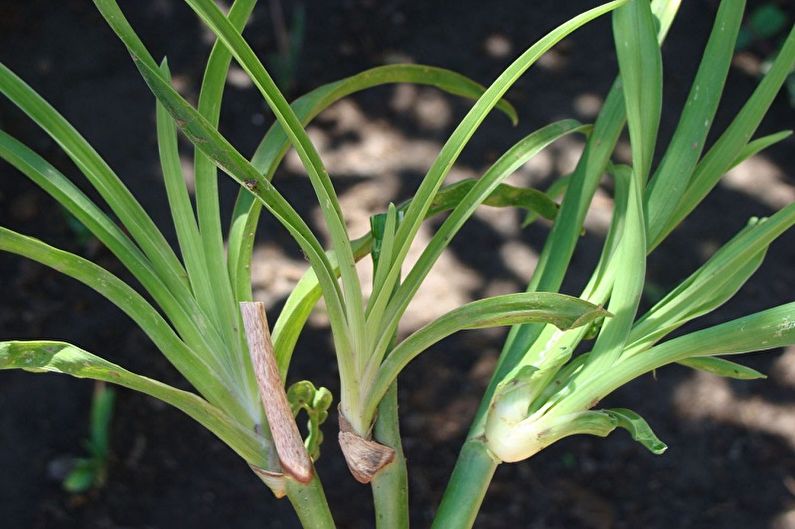 Daylily - Transplantation och reproduktion