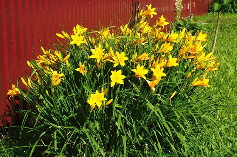 Hemerocallis - foto