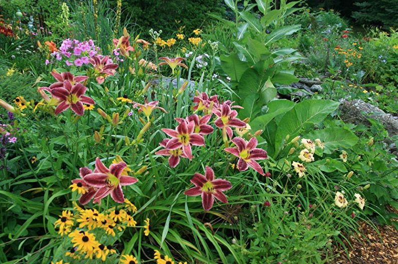 Hemerocallis - foto