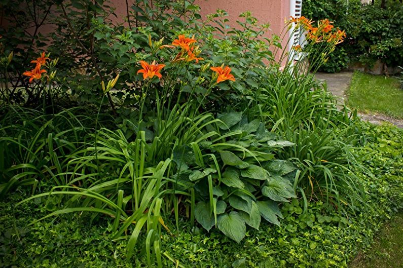 Hemerocallis - foto