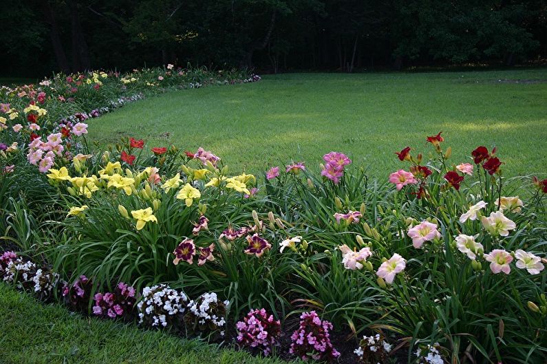 Daylily - fotoğraf