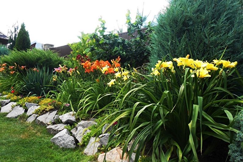 Daylily - fotoğraf