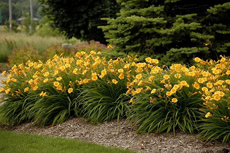 Daylily - fotografie