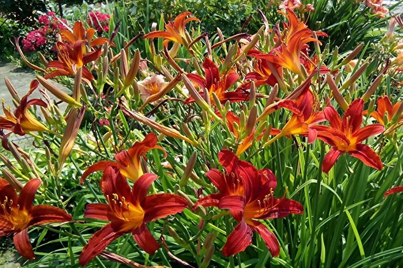 Hemerocallis - foto