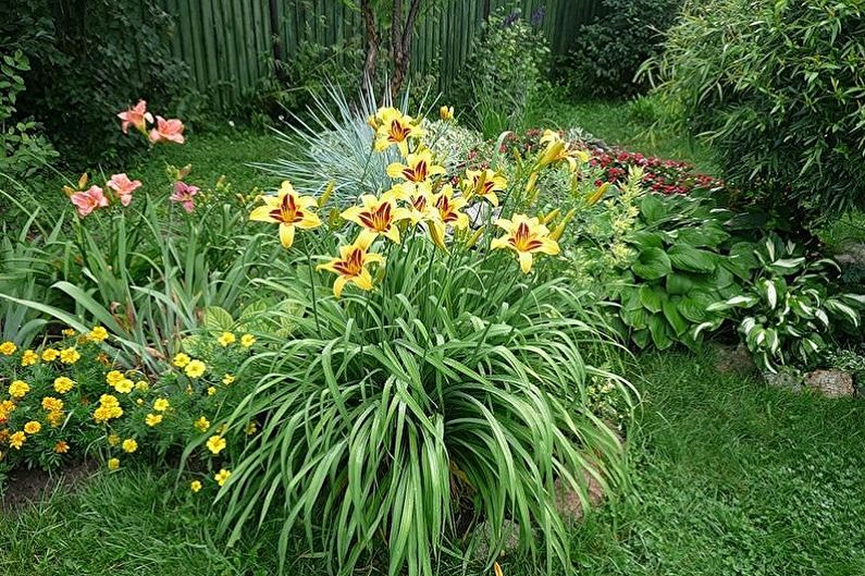 Daylily - fotografie